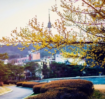 SEOUL - ĐẢO NAMI - CÔNG VIÊN EVERLAND {QIU-SUN-KO}